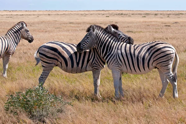 Zebre Bianche Nere Animali Flora Fauna — Foto Stock