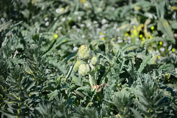 Carciofi Sul Campo Flora Alimentare — Foto Stock