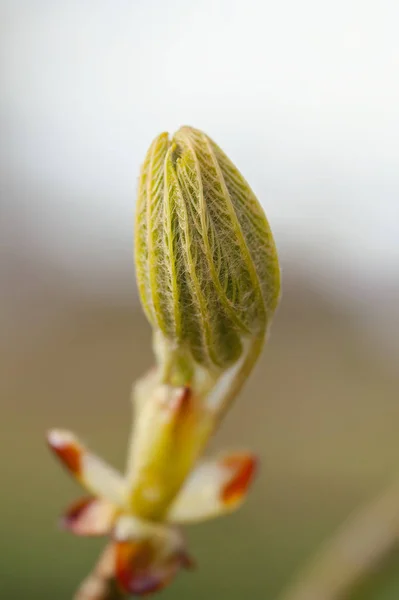 Bourgeon Foliaire Châtaignier Commun Plan Macro — Photo