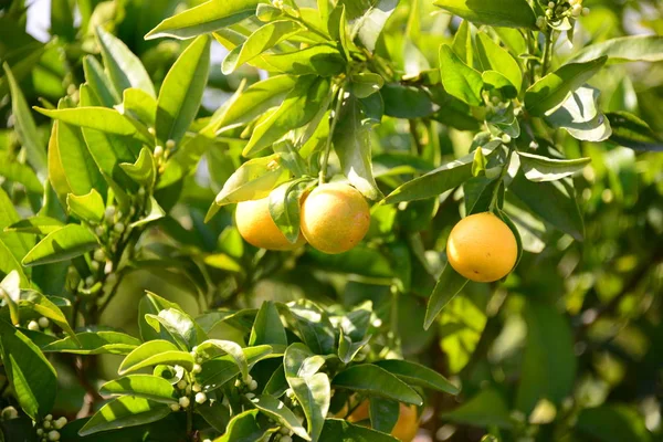 Orange Tree Flora Nature — Stock Photo, Image