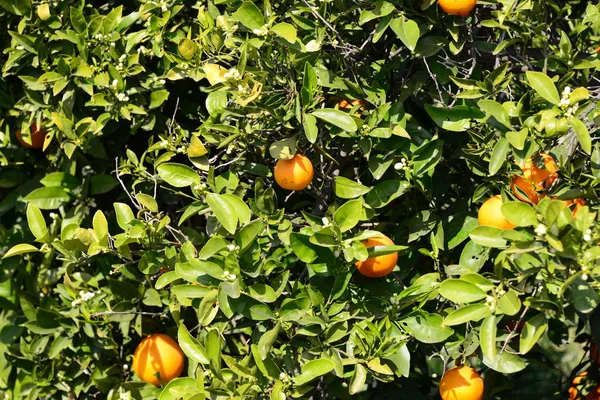 Апельсиновое Дерево Флора Природе — стоковое фото