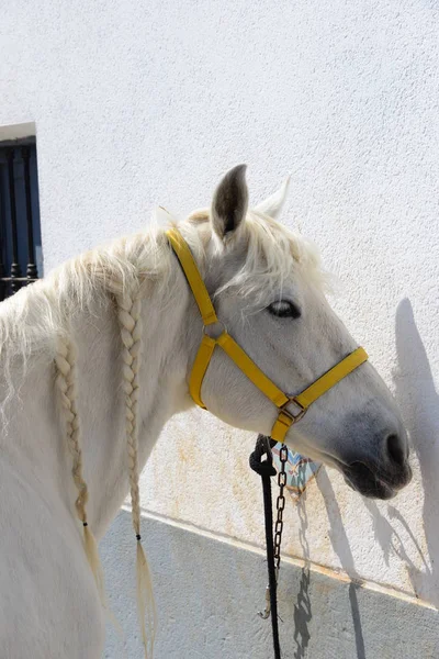Cavallo Coppia Cavalli Mammifero Spagna Estate Animale — Foto Stock