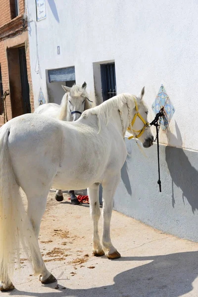 Çift Memeli Spanya Yaz Hayvan — Stok fotoğraf