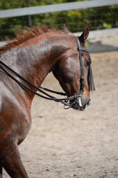 Häst Par Hästar Däggdjur Spanien Sommar Djur — Stockfoto