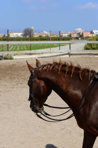 Άλογο Ζευγάρι Άλογα Θηλαστικό Ισπανικο Καλοκαίρι Ζώο — Φωτογραφία Αρχείου