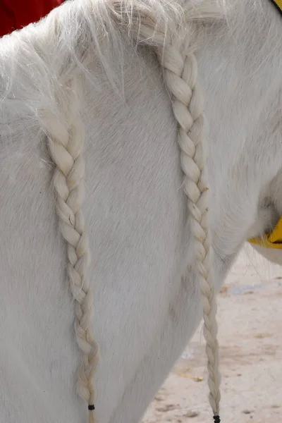 Caballo Pareja Caballos Mamíferos Dolor Verano Animales — Foto de Stock