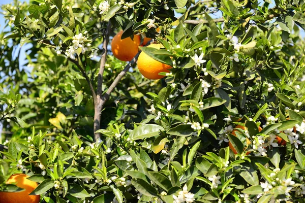 Orange Tree Flora Nature — Stock Photo, Image