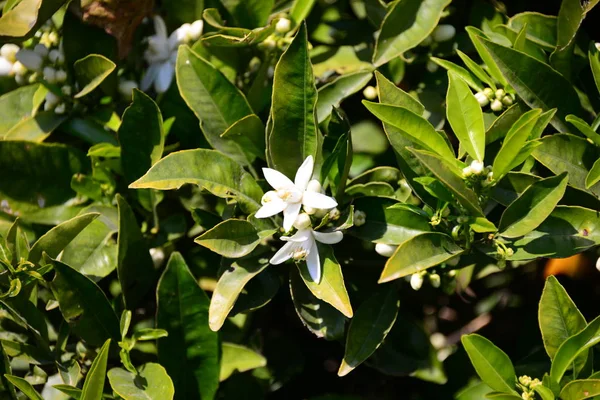 Oranger Flore Dans Nature — Photo