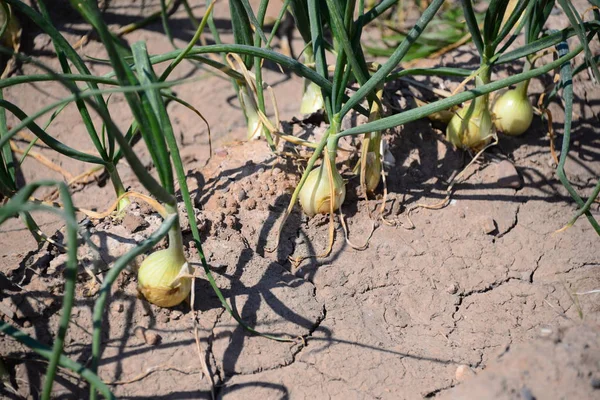 Cebollas Que Crecen Campo Agricultura — Foto de Stock