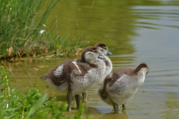 Nilziege See — Stockfoto