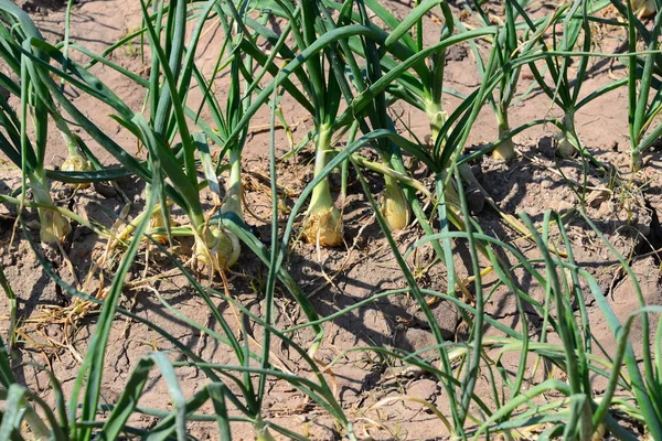 Cebollas Que Crecen Campo Agricultura — Foto de Stock