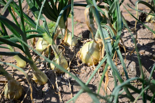 Cebollas Que Crecen Campo Agricultura — Foto de Stock