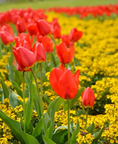 Bela Vista Flores Tulipa Natural — Fotografia de Stock