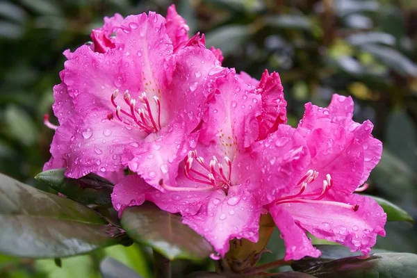 粉红杜鹃花 粉红杜鹃花 — 图库照片