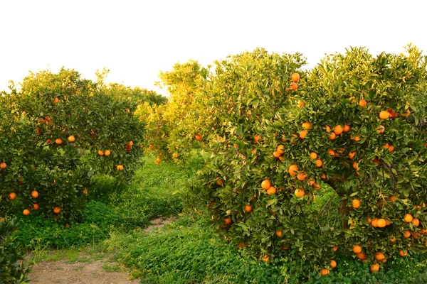 Narancs Spanyolországban — Stock Fotó