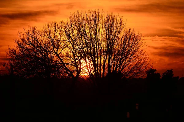 Západ Slunce Oranžové Slunce Větve Stromů — Stock fotografie
