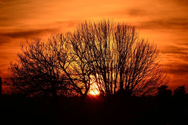 Pôr Sol Céu Sol Laranja Ramos Árvore — Fotografia de Stock