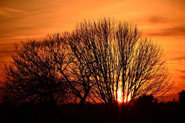 Pôr Sol Céu Sol Laranja Ramos Árvore — Fotografia de Stock