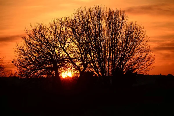 Закатное Небо Оранжевое Солнце Ветви Деревьев — стоковое фото