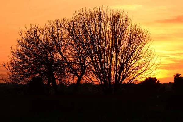 Sunset Sky Orange Sun Tree Branches — Stock Photo, Image