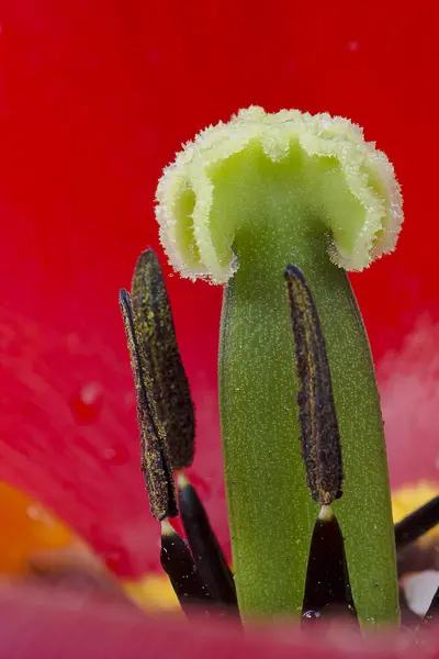 自然のチューリップの花の美しい景色 — ストック写真