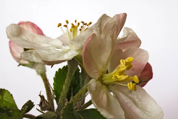 Close Flores Maçã — Fotografia de Stock