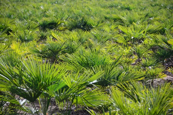 Palm Levelek Spanyolországban Másolás Hely — Stock Fotó