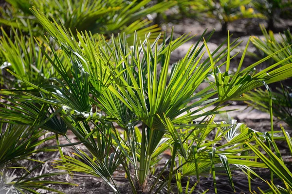 Palm Levelek Spanyolországban Másolás Hely — Stock Fotó