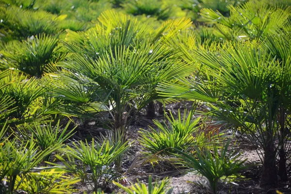 Palm Levelek Spanyolországban Másolás Hely — Stock Fotó