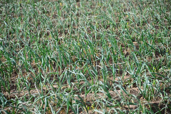 Zwiebelfeld Wachsendes Gras — Stockfoto
