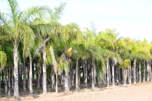 Пальмы Природе Флоре Листве — стоковое фото