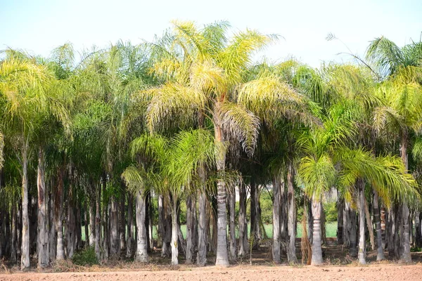 Palmeras Naturaleza Flora Follaje — Foto de Stock