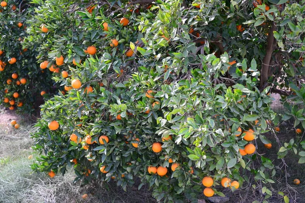 橘子在树上吃着苦瓜 — 图库照片