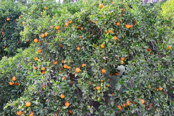 Orangen Baum Spanien — Stockfoto
