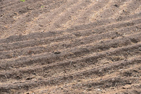 Campo Cebola Grama Crescente — Fotografia de Stock