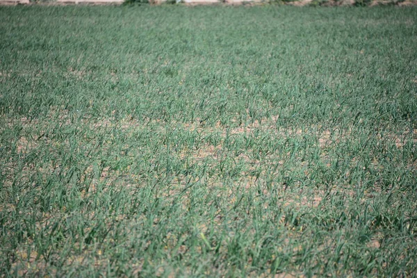 スペインのタマネギ畑 — ストック写真