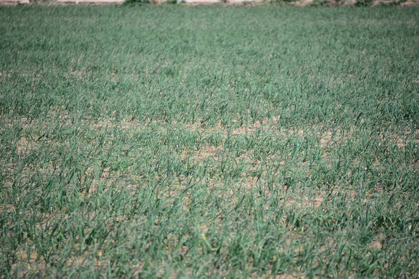 Campo Cipolla Spagna — Foto Stock