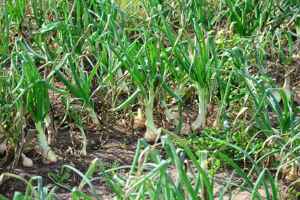 Campo Cipolle Erba Crescita — Foto Stock