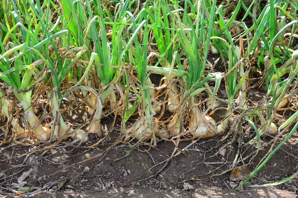 Campo Cebolla Cultivo Hierba — Foto de Stock