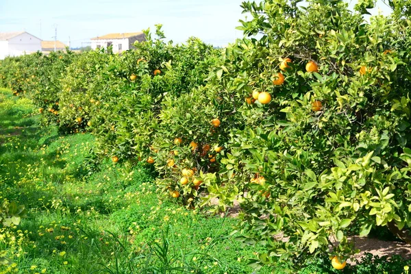 Pomarańcze Drzewie Hiszpanii — Zdjęcie stockowe