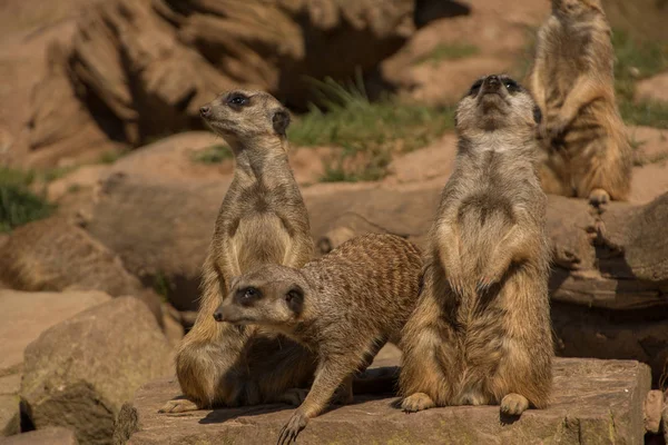 Animais Meerkat Vida Selvagem Suricata Suricatta — Fotografia de Stock