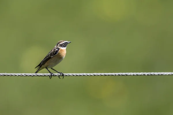 Braunkehlchen Sitzt Auf Einem Drahtseilakt — Stockfoto