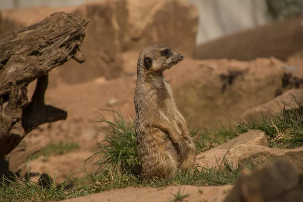 Wildlife Meerkat Suricata Suricatta — Stock Photo, Image