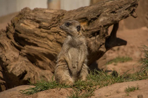 Fauna Selvatica Del Suricato Suricata Suricatta — Foto Stock