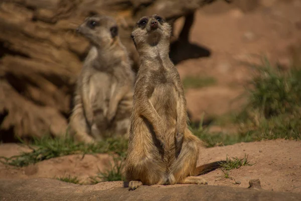 Wild Suricatta Meerkat Animal — 스톡 사진