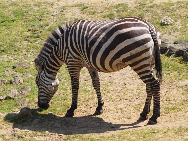 Hästar Utomhus Dagen — Stockfoto