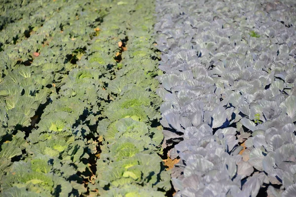 Cabbage Growing Field Agriculture — Stock Photo, Image