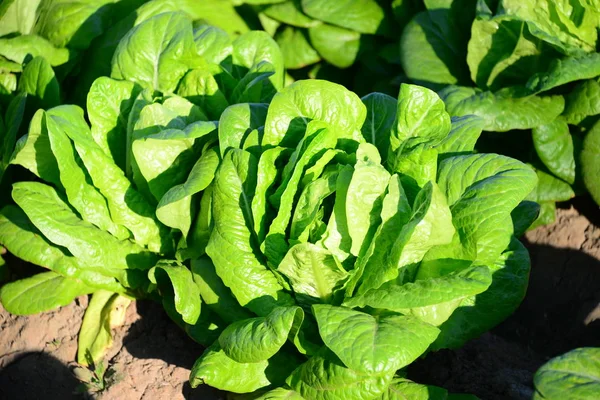 Green Salad Leaves Garden Agriculture — Stock Photo, Image