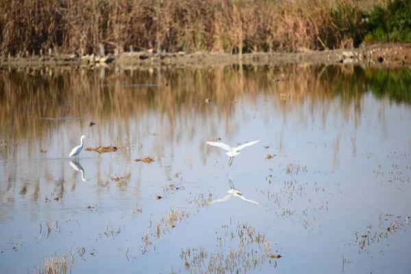 Aironi Nella Provincia Valencia Spagna — Foto Stock