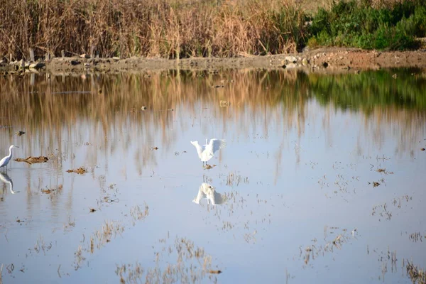 Reiher Der Provinz Valencia Spanien — Stockfoto